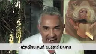 Cesar Millan LIVE - Love Your Dogs Tour Presented by VetzPetz