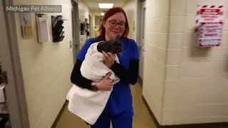 What can animal shelters do to keep their populations safe from bird flu?