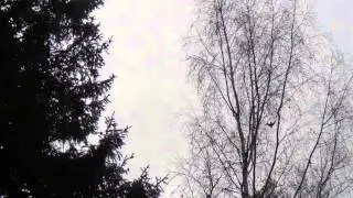 Variksen &auml;&auml;ni