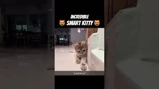 Incredible Smart Kitty Cat 😻 &ldquo;lemme try&rdquo;