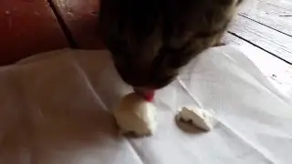 Island Cat Eating Sour Cream