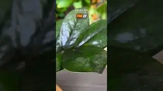 Siyah Zamia (ZZ Raven) | Nadir ve Şık Ev Bitkisi 🌿🖤 #bitkibakımı #bitki #zamia #plants #garden