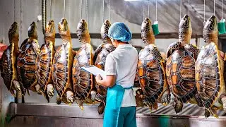 How Farmers Raise Millions of Soft-Shelled Turtles &ndash; Inside the Giant Turtle Processing Factories