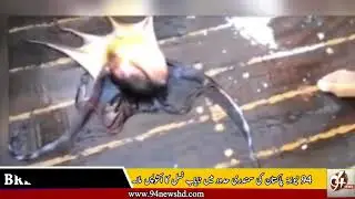 Rare Octopuses found in Pakistani Sea | 94 news hd plus | نایاب آکٹوپس