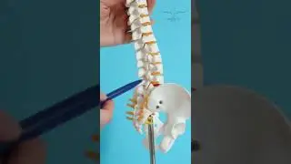 The Importance of Spinal Alignment in Relieving Back Pain-How the Chiropractic Belt Provides Support