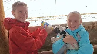 ABANDONED BABY LAMB NEEDS TO EAT OR IT WON'T SURVIVE!