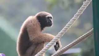 african monkey in odisha nandankanan