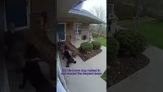Leopard Attacks Man! 🐆 Dog Saves the Day 😱 #animals #shorts #viral #scary
