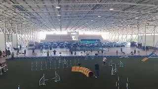 IMCA 2024 Individual Agility Gerald und Tox