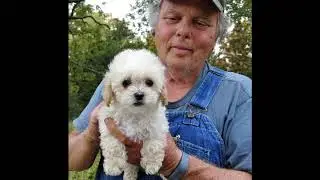 Toy Poodles   Esther and Amos 8 weeks old