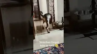 Trying out dog shoes #dog #cute #pets #funny #pushpa #dance #doglife #malayalam