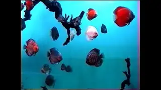(Hi8 tape) Океанариум / Oceanarium 