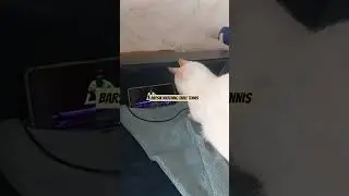 I ain't know how it works but my little #cat is also delving into #tabletennis details