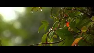 Rainy Day - Video Demo Reel (Time-Constraint Challenge)