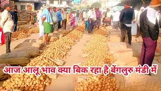 24/12/2025 Bengaluru Yashwantpur Agra Aloo Mandi Bhav Today | Wholesale Potato Rate Update 🥔 #potato