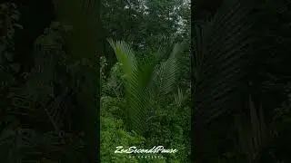 🍃 Echoes of Calm: The Silent Retreat 🌬️ #ZenSecondsPause