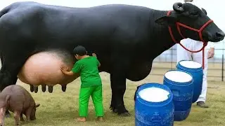 यह भैंस प्रतिदिन लगभग 80 लीटर दूध देती है। This buffalo produces up to 80 liters of milk per day.