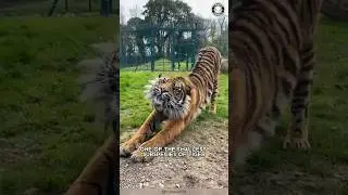 Суматранский тигр 🐅 Самый маленький и находящийся под угрозой исчезновения тигр!