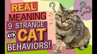 The Real Meaning Behind 9 Strange Cat Behaviors You Didn't Know