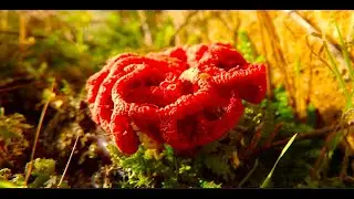The red cage   Clathrus ruber   by  Theo