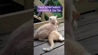 Just another farm cat(s) moment. 😼😾