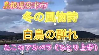 【冬の風物詩】白鳥さんの群れ&たこのアカペラ（ひとり上手）歌いました