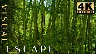 Relaxing Bamboo Forest Sounds for Study 🎋😌
