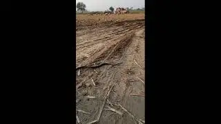 black cobra snake rescue