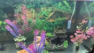 Fish Are Cooler Than You Think