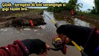 casting mangrove Jack di muara sungai umpan minnow killer MJ || ultralight fishing