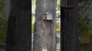 The #1 Backyard Feeder That's Driving Squirrels WILD