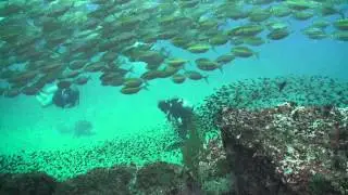 Ghost Net at  Sail Rock 10 May 2015 Underwater video