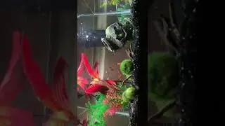 Tank all clean now