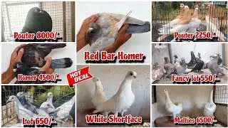 Show Faintal,Pouter,Mukkhi, Stencil Homer, Malties, Shortface Kabutar New Stock Available