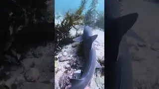 Tope Shark | La Jolla | Marine Room