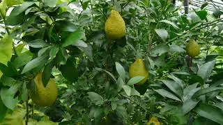 Microcitrus virgata 