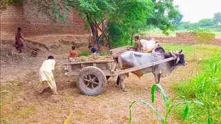 Pure Village Life in Punjab Pakistan | Green Fields, Birds Chirping & Animal Beauty 🌾🐦🐄
