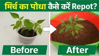 मिर्च का पोधा कैसे करें Repot? | Chilli plant care | Mirchi plant care 