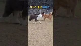 친구를 너무 좋아하는 대형견 #데냥 #반려동물 #강아지