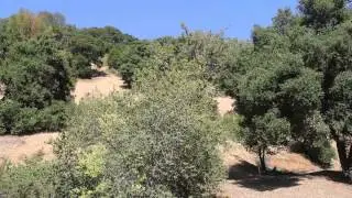 Almaden Reservoir Tweet Tweet