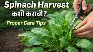 पालक कधी काढायचा, कसा काढायचा व Care Tips | Spinach Harvesting Guide