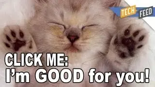 Почему видео с кошками так популярны?