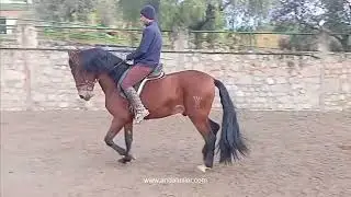 LUMINOSO XXII YEDRA PRE Hengst stallion www.andalusier.com