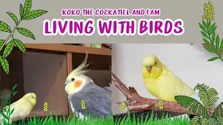 LIVING WITH THE BIRDS | Koko the cockatiel and fam 🇵🇭 🇭🇲