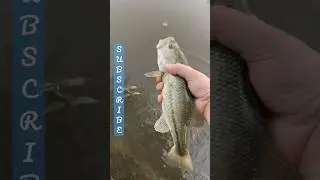 Peaceful bass release!!  Please like, comment, and share!   #support #growth #viral #trending