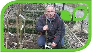How to Prune a 2 years Old Gooseberry & Currant Spindle Tree?