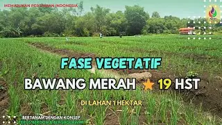 Proses Pemupukan NPK 16❗️Bawang Merah #014 