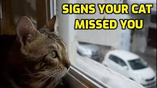 How To Tell If Your Cat Missed You?
