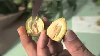 Pecan Nut Maturation