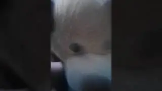 popipopipo con el teddy